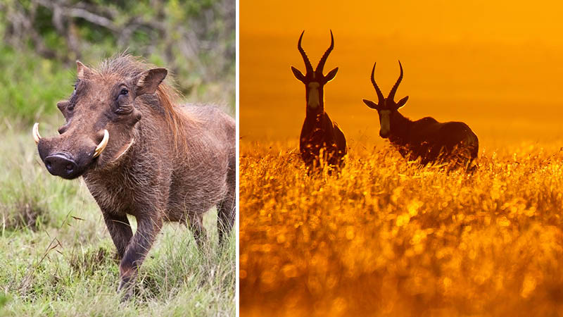 Vilda djur i natur och solnedgng i sydafrikanska bushen.